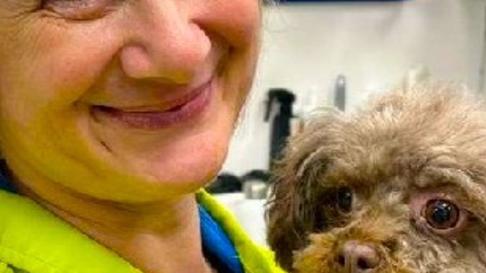 Inges HundeSalon